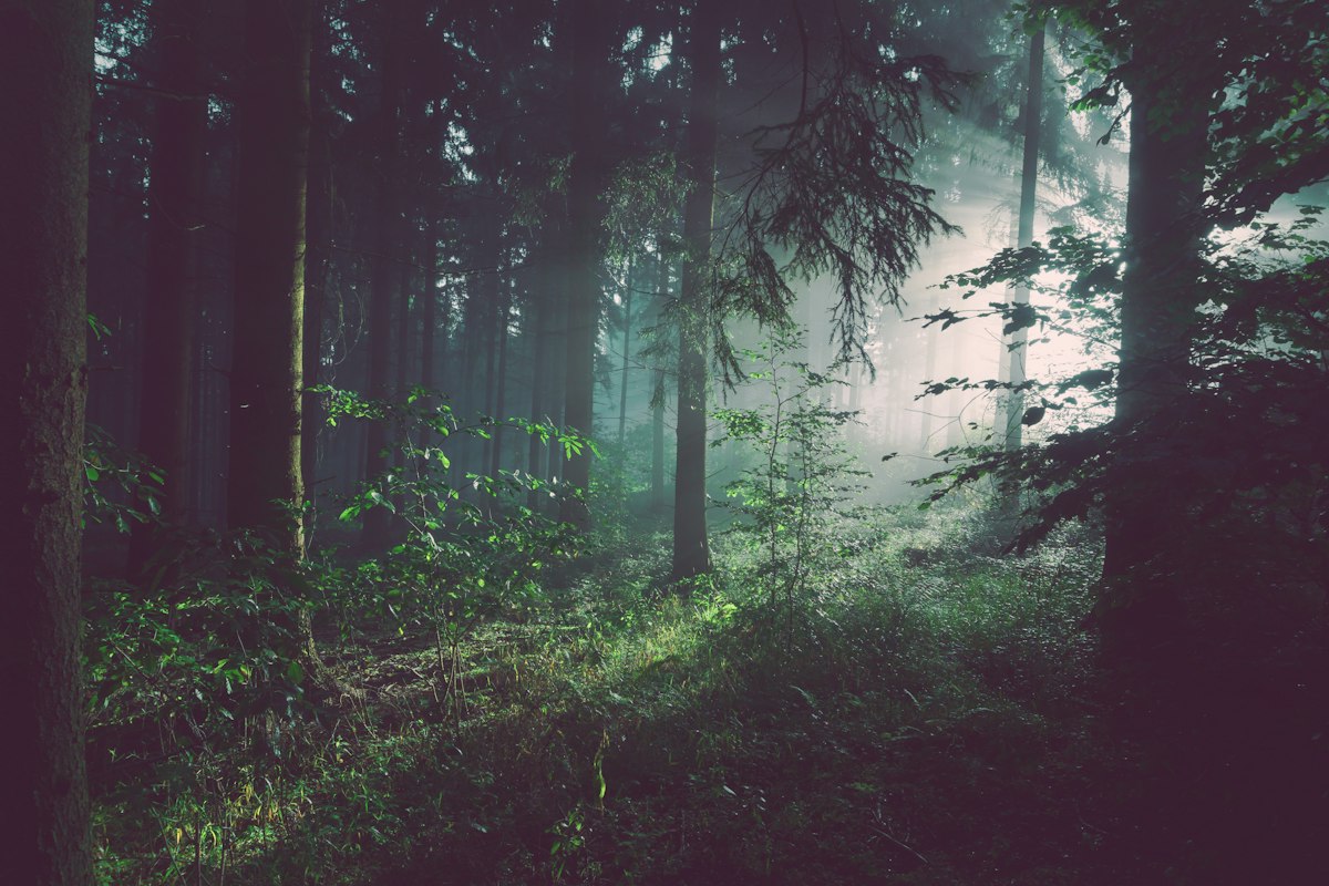 Pine Forest Walking Trails